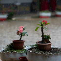 Kakteen im Regen vor der GPS-Fasi-Schule in Nuku'alofa, Tonga. UN Photo: Kiara Worth Mehrere Kakteen und blühende Pflanzen in Töpfen stehen während eines heftigen Regenschauers vor der GPS Fasi School in Nukuʻalofa, Tonga. Regen fällt auf die Pflanzen und den nassen Boden.